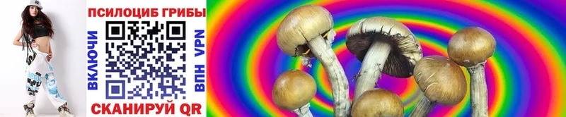 Псилоцибиновые грибы Cubensis  Чадан 
